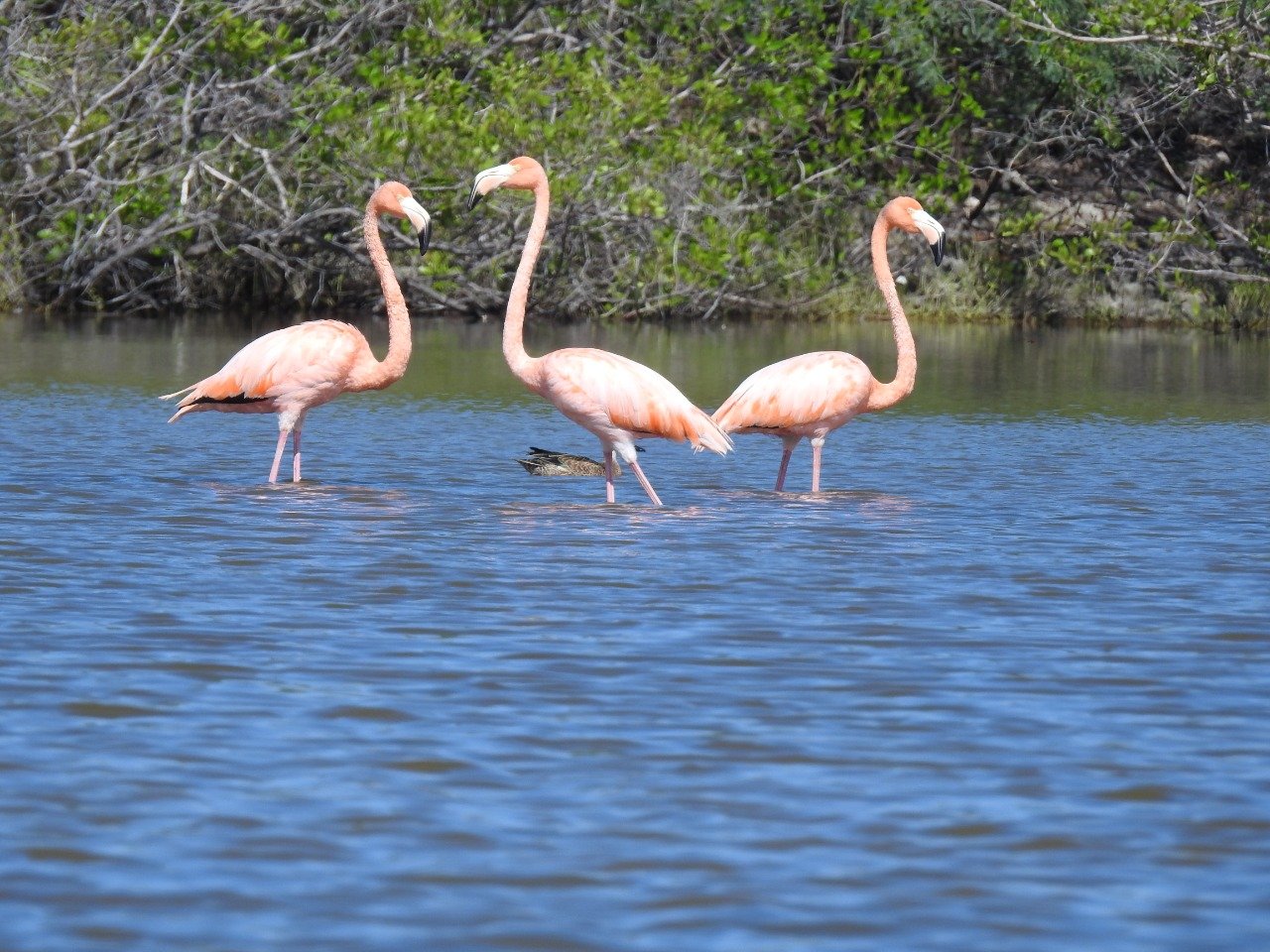 Biodiversidad en la República Dominicana se estima que está compuesta por más de 10,000 especies
