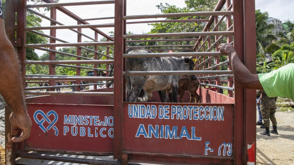 Procuraduría de Medio Ambiente retira vacas y cerdos criados sin control en Arroyo Hondo