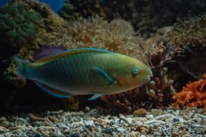 Ambiente valora emisión decreto que prohíbe la pesca de varias especies marinas, incluyendo peces loros