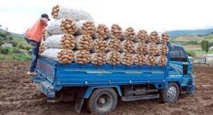 Productores de Papa del Valle de Constanza reciben pago por concepto pignoración