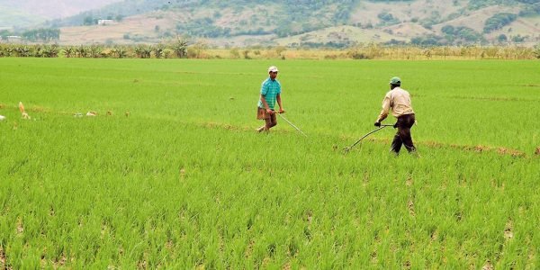 Ministerio de Agricultura informa tormenta tropical Fred no causó daños al sector agrícola