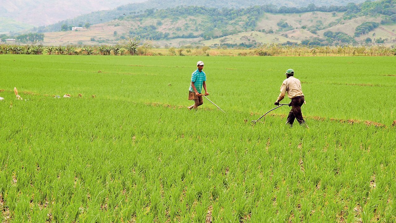 Ministerio de Agricultura informa tormenta tropical Fred no causó daños al sector agrícola