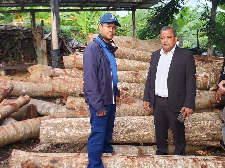 Procuraduría Ambiental allana aserraderos y ocupa caobas de las taladas por el director de Junta Distrital Palmarejo