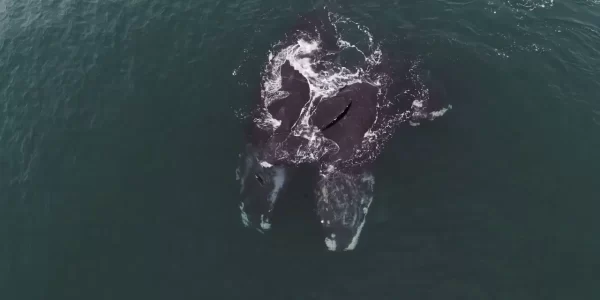 Dos ballenas captadas mientras se “abrazan” en el Océano Atlántico