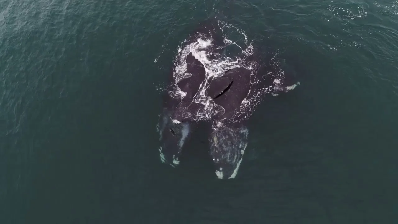 Dos ballenas captadas mientras se “abrazan” en el Océano Atlántico Dos ballenas captadas mientras se “abrazan” en el Océano Atlántico