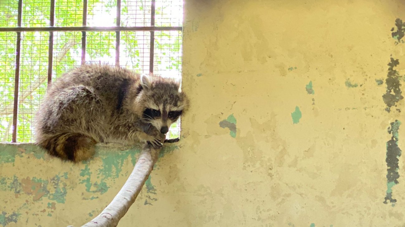 Capturan mapache que merodeaba alrededor del Jardín Botánico