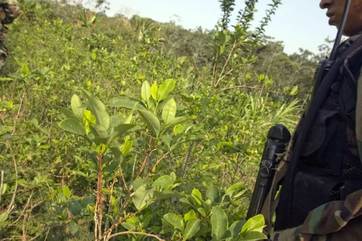 Perú reduce en un 5,8 % sus cultivos de coca en 2025, al registrar 84.546 hectáreas
