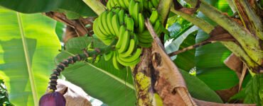 Productores de plátano denuncian crisis por sobreoferta y competencia desigual