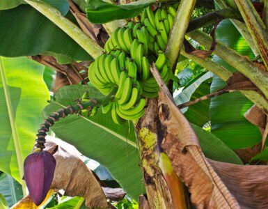 Productores de plátano denuncian crisis por sobreoferta y competencia desigual Productores de plátano denuncian crisis por sobreoferta y competencia desigual