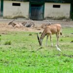 Mantenimiento e inclusión, retos del Zoológico Nacional