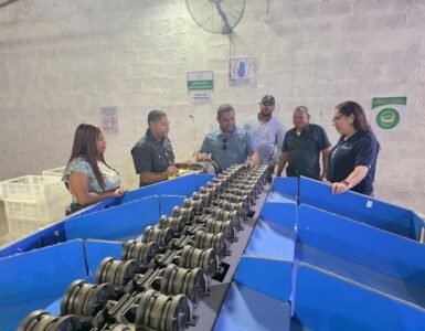 República Dominicana exporta aguacate Hass orgánico a Europa y Estados Unidos República Dominicana exporta aguacate Hass orgánico a Europa y Estados Unidos