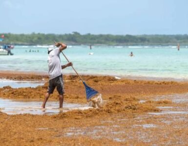 RD forma parte de proyecto regional para fortalecer gestión del sargazo en el Caribe RD forma parte de proyecto regional para fortalecer gestión del sargazo en el Caribe