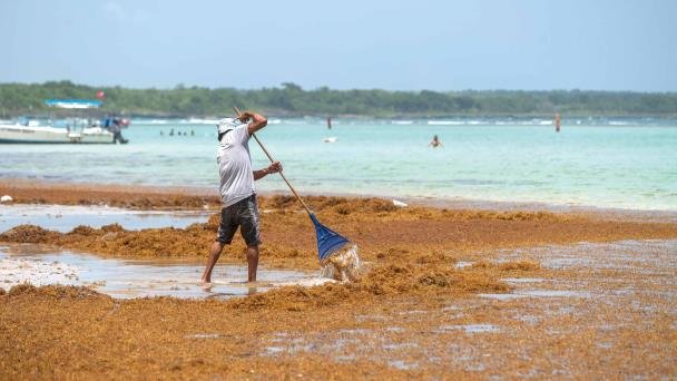 RD forma parte de proyecto regional para fortalecer gestión del sargazo en el Caribe