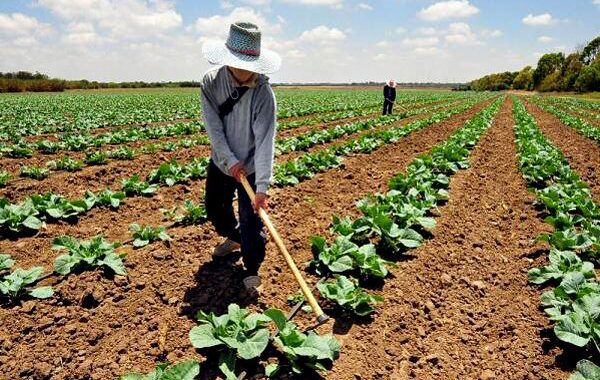 Cuba aprueba usufructo de tierras por tiempo indeterminado a personas jurídicas