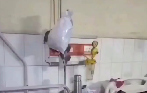 Graban ratas dentro de hospital en India y crecen las críticas por insalubridad