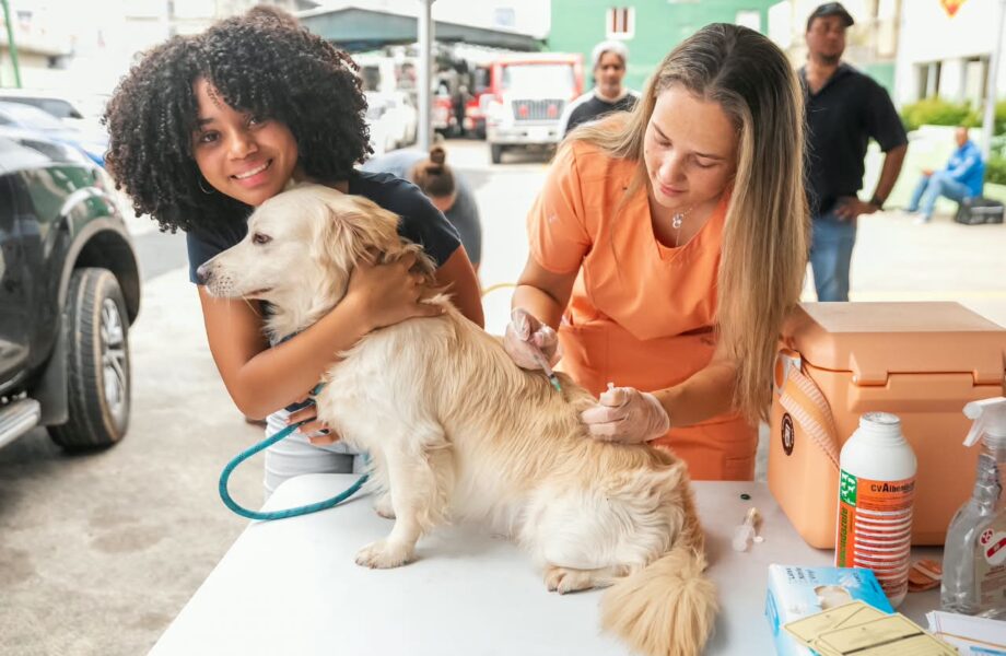 Carolina continúa impulsando jornadas de bienestar animal; durante operativo se esterilizaron 100 perros y gatos
